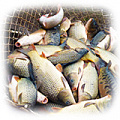 Рыбхозы