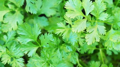 Семена кориандра