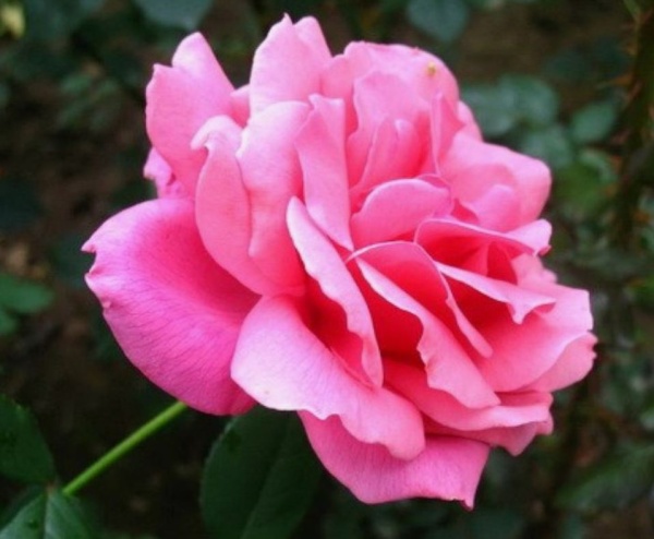 Роза — королева цветов, символ любви и поклонения