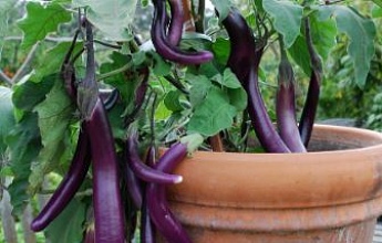 Выращивание съедобных растений в контейнерах