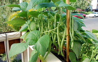 Выращивание съедобных растений в контейнерах