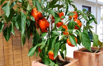 Выращивание съедобных растений в контейнерах