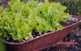 Выращивание съедобных растений в контейнерах